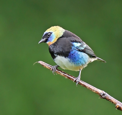 Golden Headed Tanager